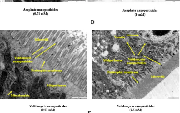 Figure 8. Internalization via the intestinal barrier: Intestinal lumen of Drosophila larvae (A)