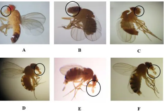 Figure 3. Normal (A) and abnormal mouth phenotypes (B–F) in the F0, F1, F2, and F3 generations  obtained after treatment with permethrin (0.1 mM), permethrin nanopesticides (2.5 mM), acephate  and acephate nanopesticides (5 mM), and validamycin and validam