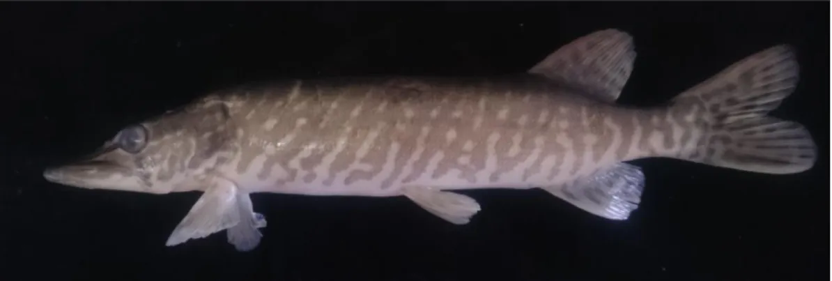 Şekil 4.14 Esox lucius 