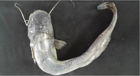 Şekil 4.18 Silurus glanis 