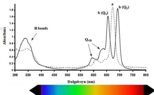 Şekil 3.17 : Metalli ve Metalsiz Pc’ lerin UV absorpsiyon spektrumları                      (a) MPc (b) H 2 Pc
