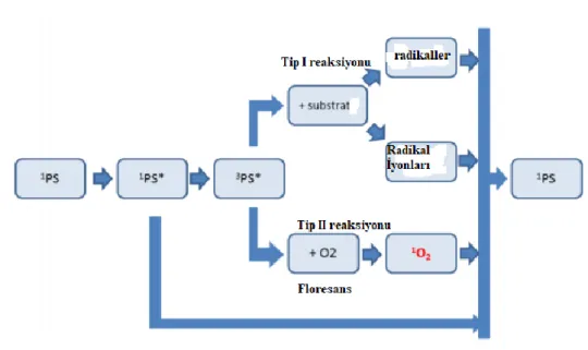 Şekil 4.4 : Tip I ve Tip II reaksiyon mekanizmasının şematik gösterimi. 