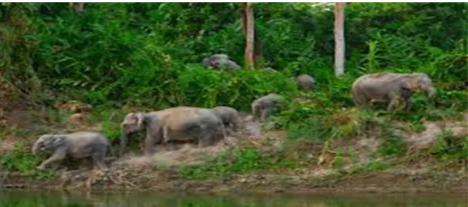 Figure 3.7 Group exhibitions in Elephants clan