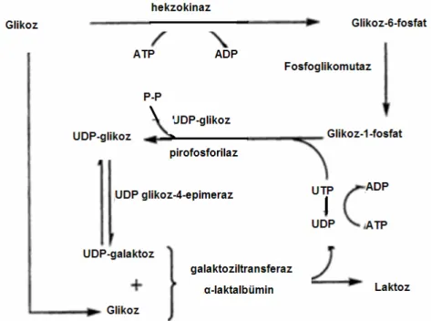 Şekil 1. Laktoz sentezinin metabolik yolu (Fox, 2000) 