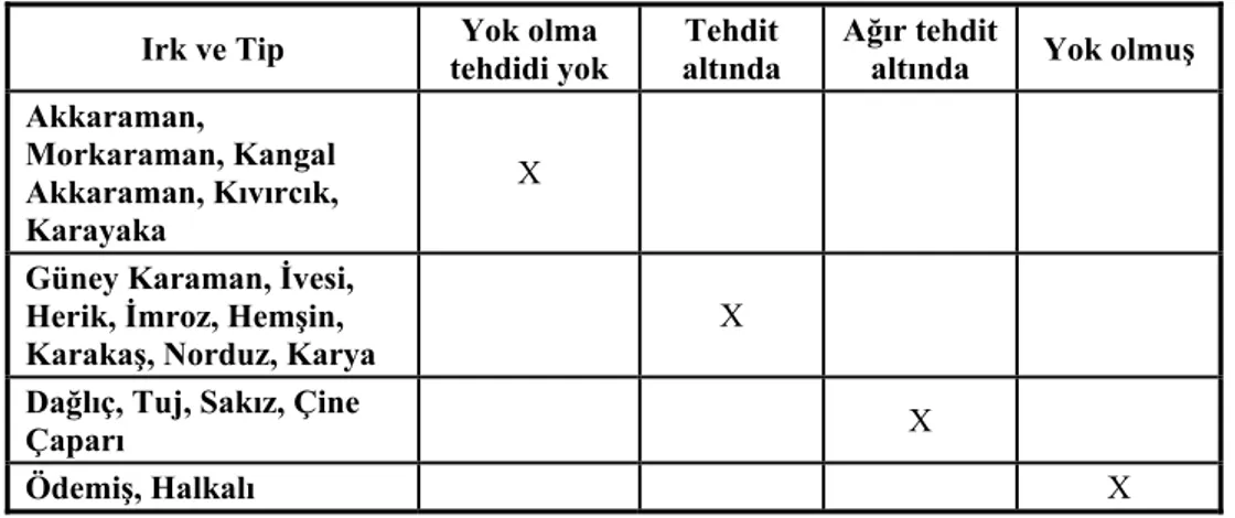 Çizelge 4. Türkiye yerli koyun gen kaynaklarının yok olma risk durumları  
