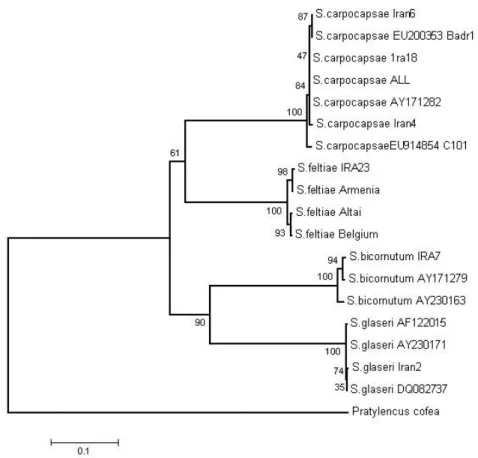 Figure 1. Phylogenetic relationship among Iranian steinernematid species based on the 