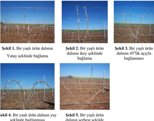 Şekil 1. Bir yaşlı ürün dalının  Yatay şeklinde bağlama 