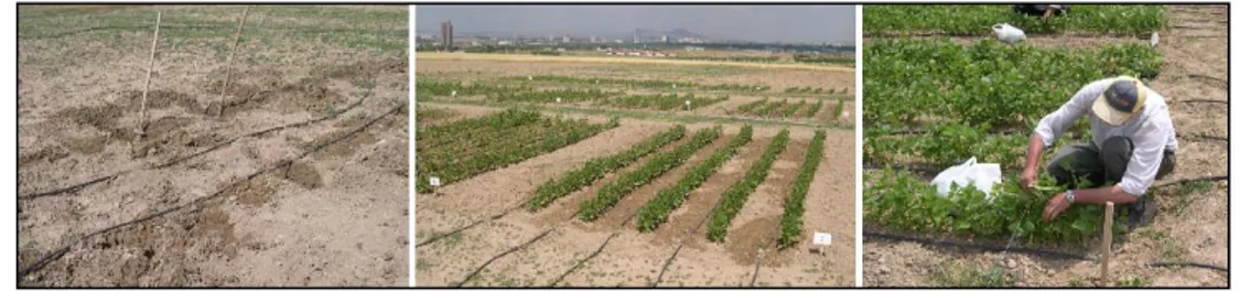 Şekil 1. Yeşil fasulye deneme parsellerinin kurulması ve yeşil fasulye hasadı. 