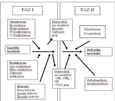 Şekil 2. İnsektisit metabolizmasının ilkeleri (Kranthi, 2005)  Faz I Reaksiyonları 