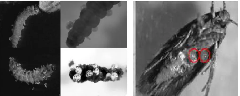 Şekil 8. Pyemotes tritici tarafından parazitlenmiş Tuta absoluta larvası ve ergini 