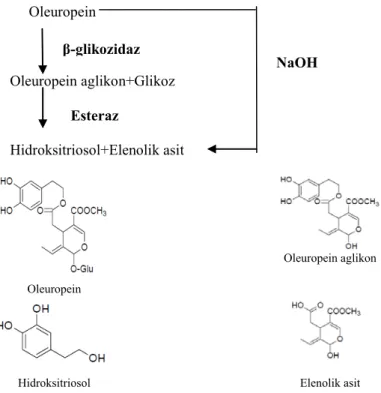 Şekil 2: Oleuropeinin β-glikozidaz enzimi ile hidrolizi 