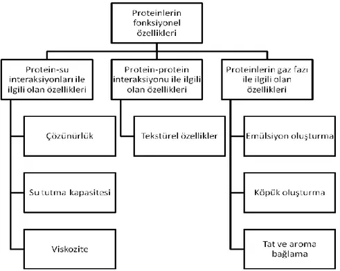 Şekil 1. Proteinlerin fonksiyonel özellikleri 