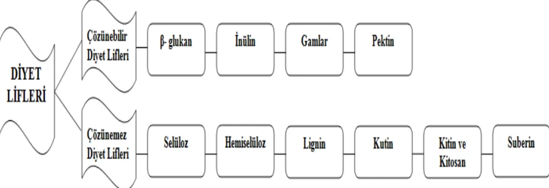 Şekil 1. Diyet liflerinin suda çözünebilirlik özelliklerine göre sınıflandırılması     