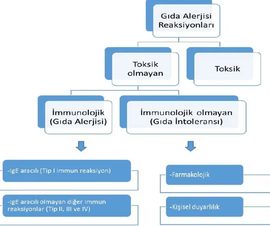Şekil 2. Gıda alerjisi reaksiyonlarının sınıflandırılması (Arıcan ve Hacımustafaoğlu, 2002; 