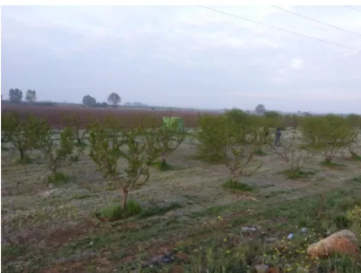 Figure 8. Experimental Peach Orchard 
