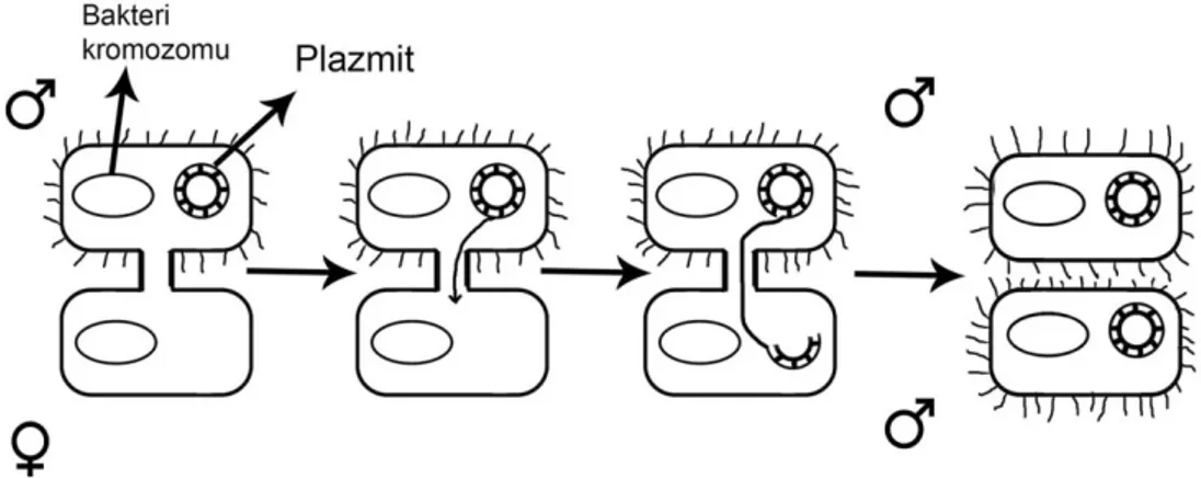 Şekil 2. Plazmit DNA’nın konjugasyon ile transferi 