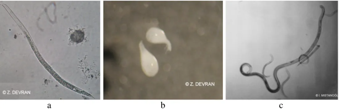 Şekil 1. Kök ur nematodlarının biyolojik dönemleri a) İkinci dönem larva, b) Dişi birey, c) 
