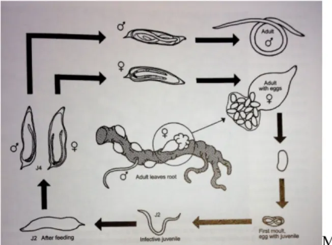 Şekil 2. Kök ur nematodlarının hayat döngüsü (Karssen ve Moens, 2006)  Belirtileri 