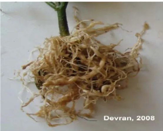 Şekil 3. Kök-ur nematodlarının domates bitkisi köklerinde oluşturduğu urlanmalar 
