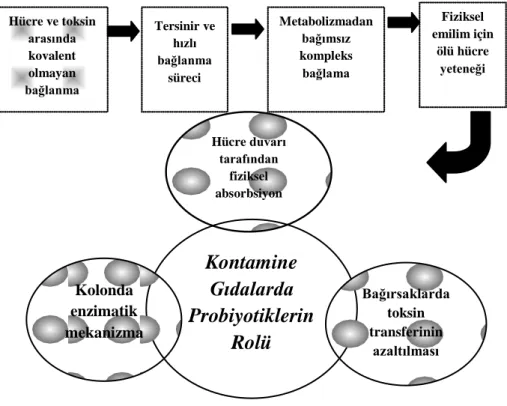 Şekil 1. Toksinlerin azaltılmasında probiyotiklerin rolü (Zoghi ve ark. 2014) 