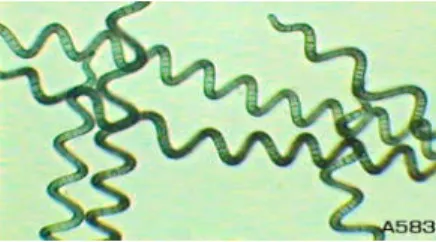 Şekil 1.  Spirulina platensis 
