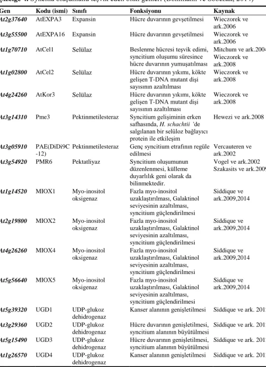 Çizelge 4.  Syncitia oluşumunu teşvik eden bitki genleri (Bohlmann ve Sobczak, 2014) 