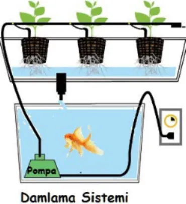 Şekil 15. Damlama Sistemi (Hydroponic-Drip-System, 2015)  Akuponik Sistemde Kullanılan Bitki ve Balıklar 