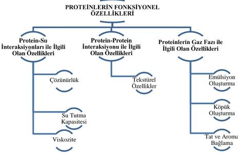 Şekil 1.  Süt proteinlerinin fonksiyonel özellikleri 