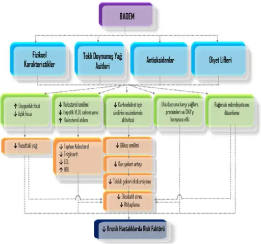 Şekil 2. Bademin kronik hastalıkların önlenmesi ve tedavisi üzerine kabul edilen mekanizmaları   (Martins ve ark., 2017)  %37,10 %30,90 %19,30 %19,00 %14,60 %14,00 %13,60 %12,00 0%5%10%15%20%25%30%35% 40%α-Tokoferol ManganezMagnezyumRiboflavinBakırDiyet li