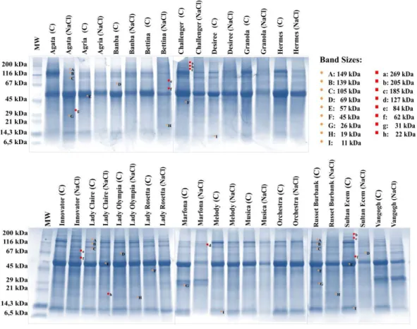 Figure 5. The effects of NaCl application on protein profile of nineteen potato cultivars
