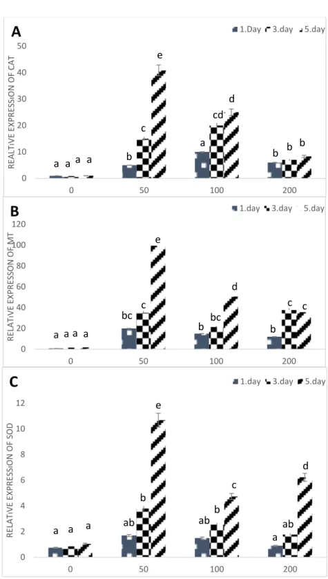 Fig. 2. Relative expressions of stress-related genes; Catalase (A) Metallothionein (B) and Cu/Zn-SOD (C) in Cu 