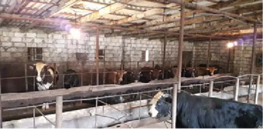 Şekil 3. Serbest duraklı işletme örneği 