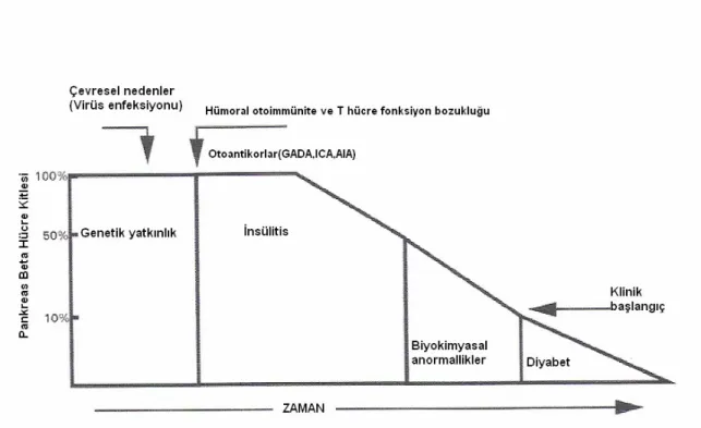 Şekil 1.Tip 1 DM’nin Etiyopatogenezi   