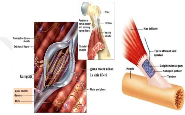 Şekil 2.1. Kas İğciği ve Golgi Tendon Organı 
