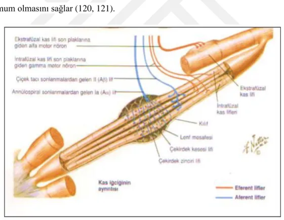 Şekil 2.3. İntrafuzal Lif 