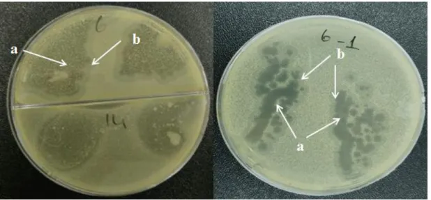 Şekil 4.2. Fajın bakteriyi enfekte etmesiyle oluşan iki liziz zonu. a) Temel liziz zonu b) 