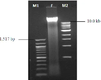 Şekil  4.11.  Faj  DNA’sının  %1’lik  agaroz  jelde  (1X  TBE  tamponu,  100V,  60  dakika 