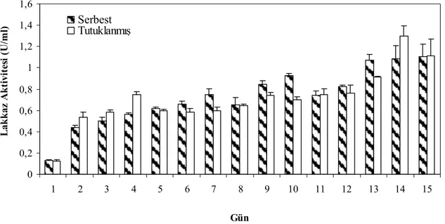 Şekil 4.32. Aljinat jele tutuklanmış  T. versicolor hücrelerinin (10 g) vinas ortamında  tekrarlı kesikli süreçte lakkaz üretimi 