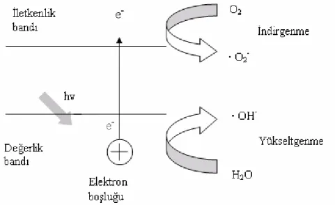 Şekil 2.8 TiO 2  Katalizör yüzeyinde süperoksit ve hidroksil radikallerinin oluşumu 
