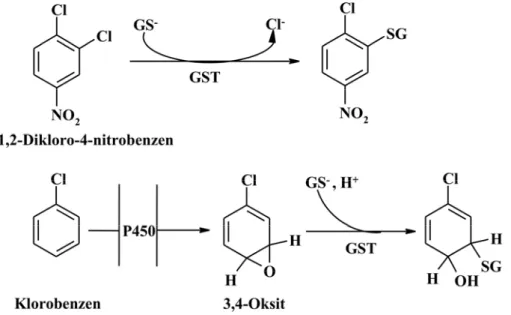 Şekil 1.9. GST’nin katalizlediği ksenobiyotiklerle glutatyon konjugasyonuna iki örnek  [59] 