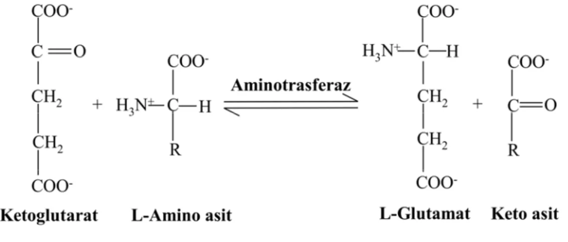 Şekil 1.15. Aminotransferaz tarafından katalizlenen reaksiyon    
