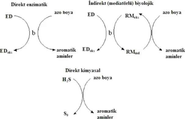 Şekil 2.1.  Anaerobik azo boya indirgenmesinin şematik olarak gösterimi   RM: Redoks mediatör, ED: Elektron donörü (vericisi), b: bakteri 