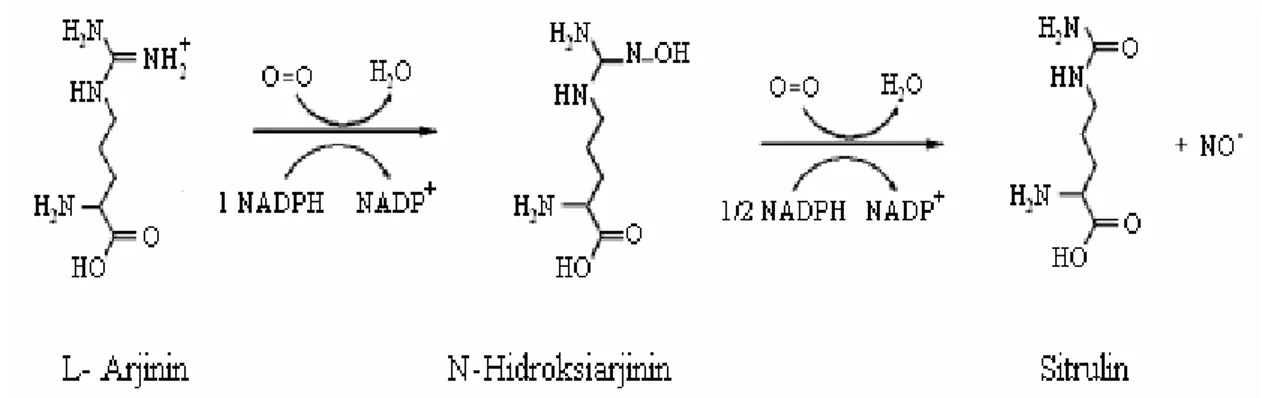Şekil 1.8. Nitrik oksit sentaz tarafından katalizlenen arjinin amino asitinden nitrik  oksitin sentez basamakları [56] 