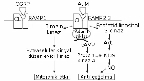 Şekil 1.13. AdM’nin reseptör komposizyonu ve hücre içi sinyal yolu [68] 