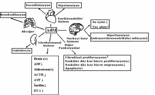 Şekil 1.14. AdM’nin biyolojik görevleri [78]  ANP: Artiyal natriüretik peptid, ACTH:  Adrenokortikotropik Hormon, AVP: Arjinin Vazopressin, ET-1: Endotelin-1