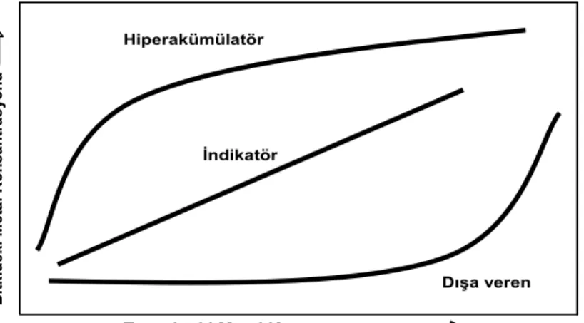 Şekil 1.2.  Bulundukları topraklardaki ağır metallere karşı gösterdikleri tepkilere göre 