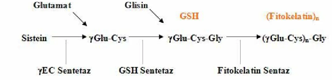 Şekil 1.5.  Bitkilerde fitokelatin sentezi.  γEC Sentetaz- γGlutamilsistein Sentetaz, GSH 