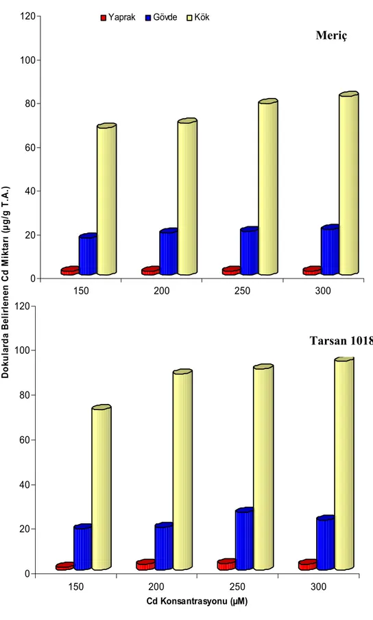 Şekil 4.1. Farklı konsantrasyonlarda CdSO 4 uygulamasının 2. gününde ayçiçeği  bitkisinin Meriç ve Tarsan 1018 çeşitlerinin farklı dokularında belirlenen Cd  miktarı