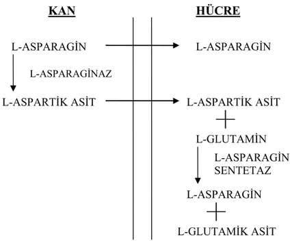 Şekil 1.1. Periferal dokulardaki L-asparagin kaynakları [1]. 