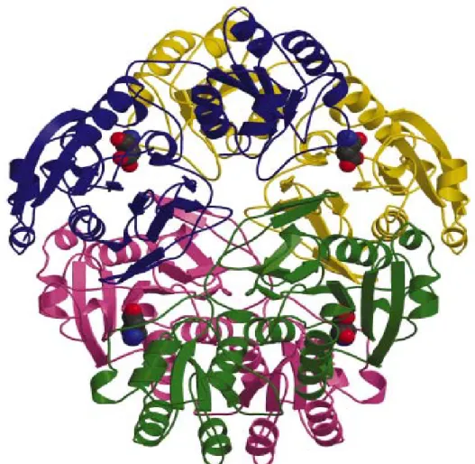 Şekil 1.2.  E coli’ den saflaştırılmış L-asparaginaz homotetramerinin kuarternar 